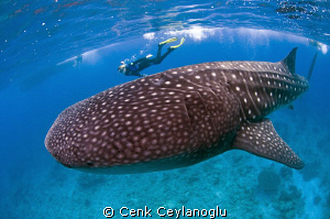 Swimming with the Whale Shark. by Cenk Ceylanoglu 